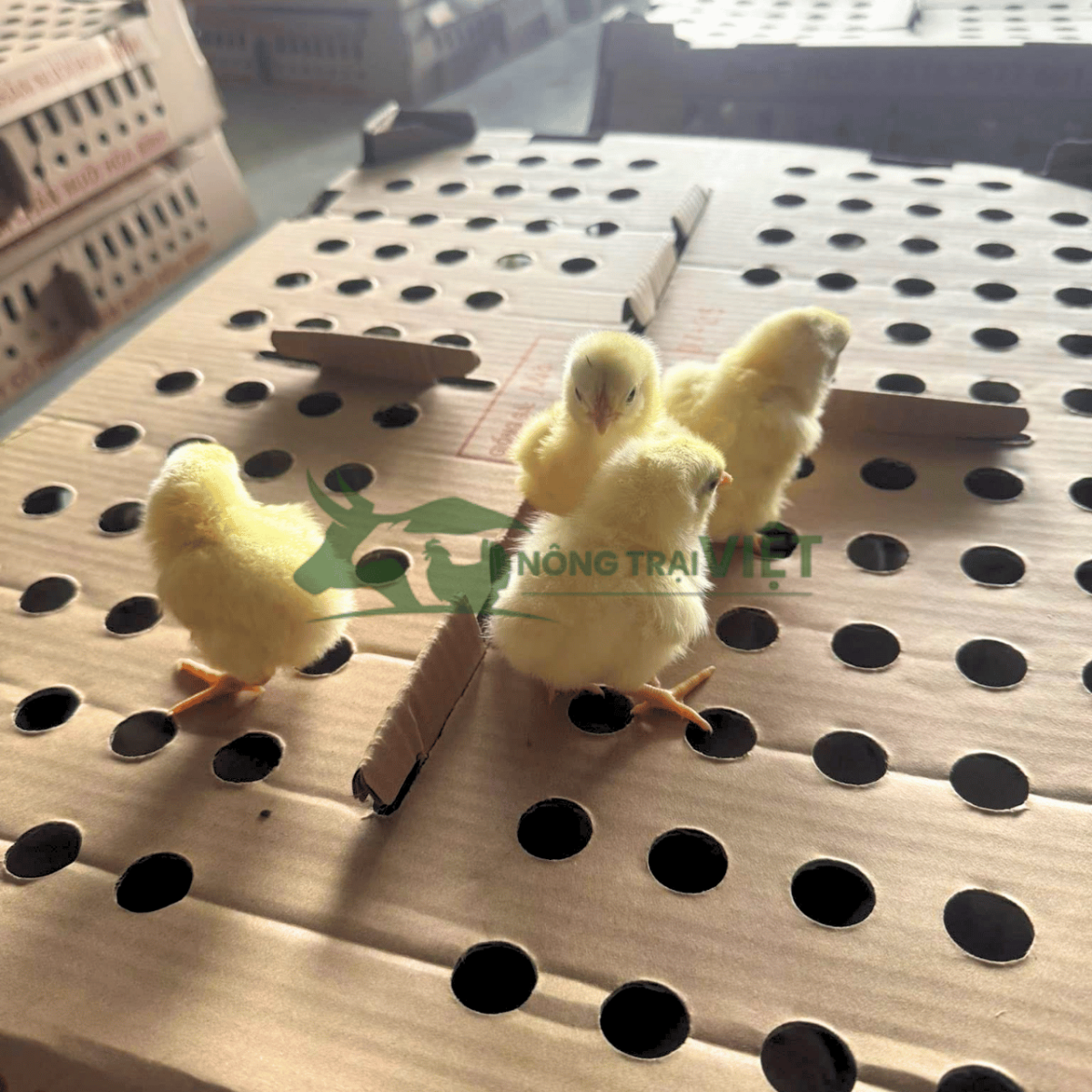 Cung cấp gà Mía giống thuần chủng tại Phường Xuân Hòa TPHCM