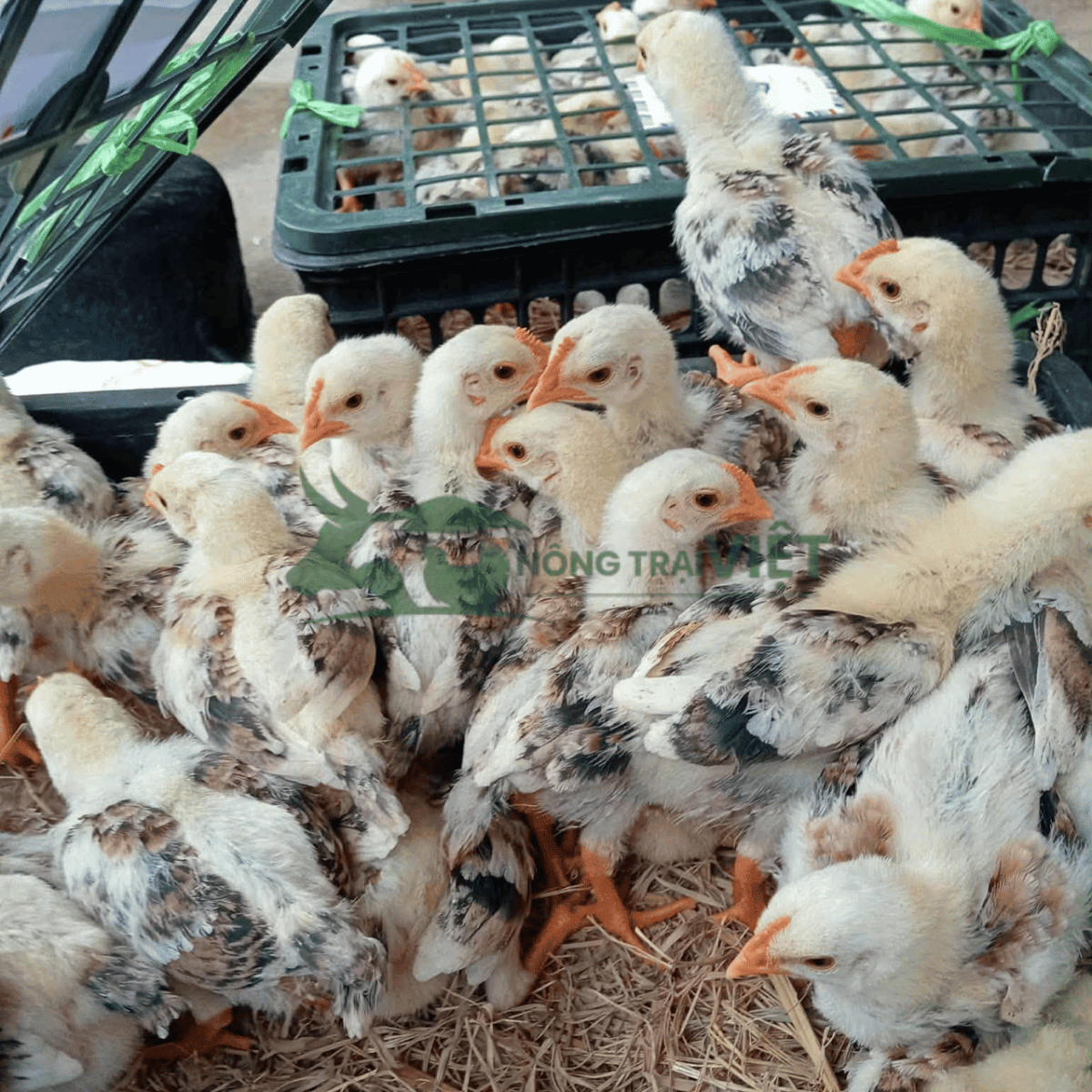 Gà Mía Sơn Tây giống gà đặc sản được ưa chuộng