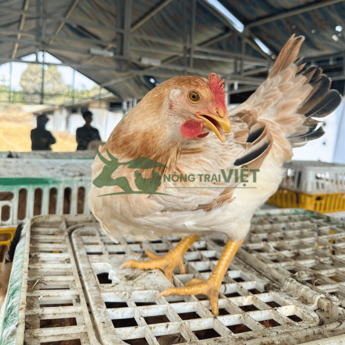 Chi tiết ngoại hình và chân vàng của gà Mía giống thuần chủng