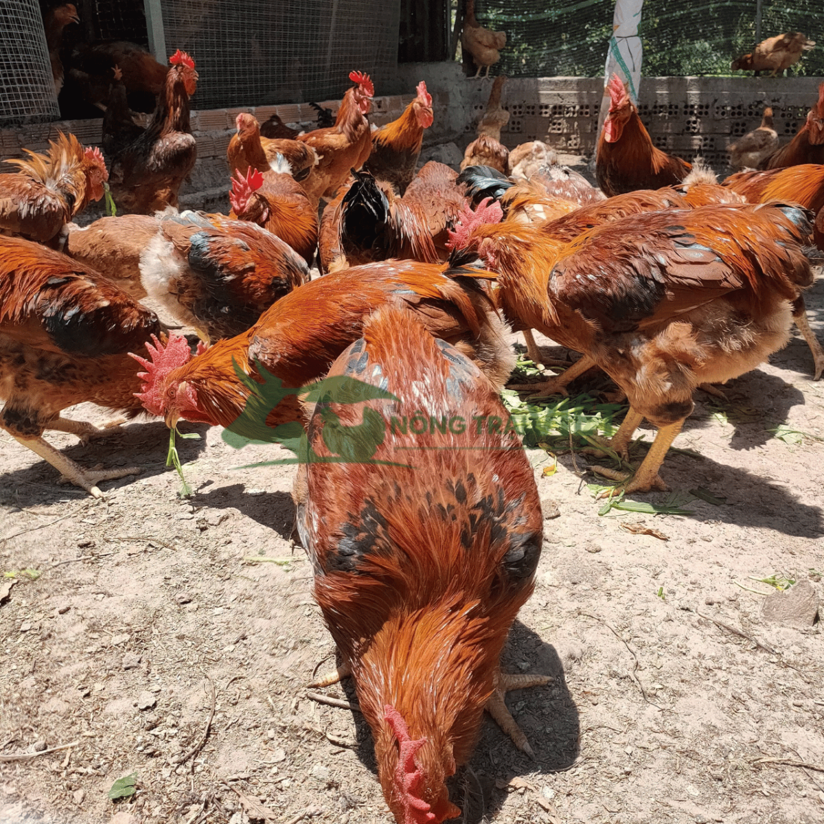 Chi tiết ngoại hình gà Mía giống đặc sản Sơn Tây