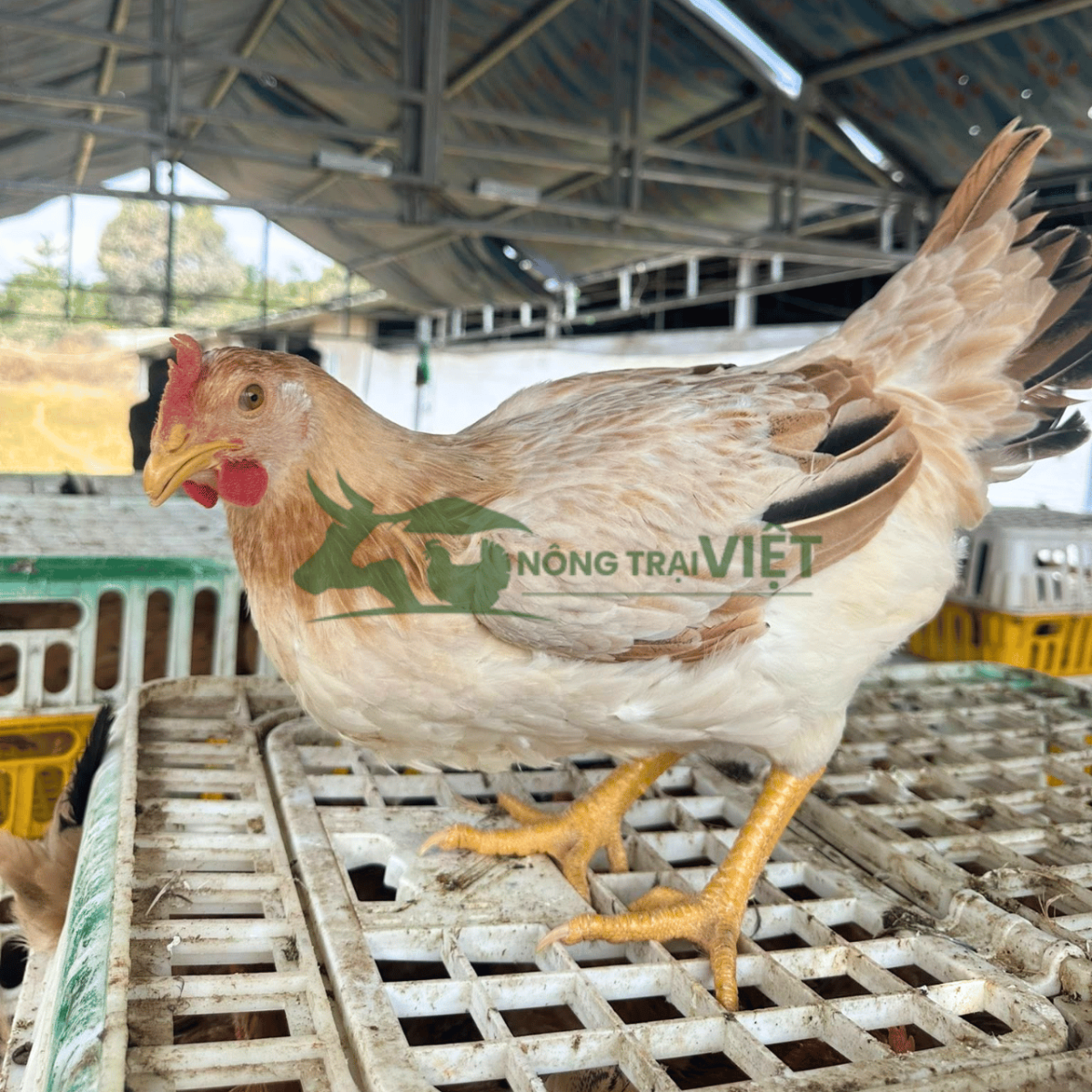 Đặc điểm nhận diện gà Mía giống chuẩn rặc dòng chân nhỏ da vàng bệ vệ