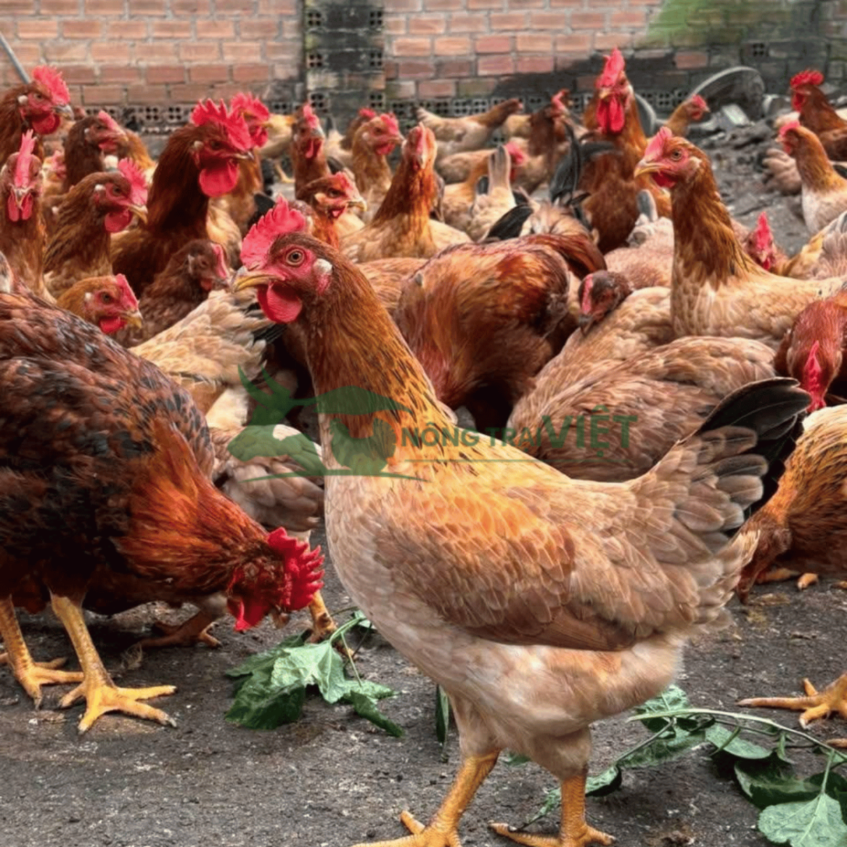 Tư vấn quy trình chăn nuôi gà Mía giống tại Nông Trại Việt