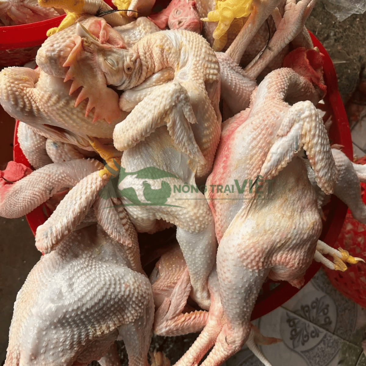 Thịt gà Mía thương phẩm da vàng giòn chắc thịt
