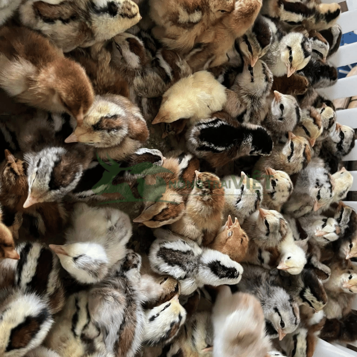 Gà Minh Dư con giống 1 ngày tuổi khỏe mạnh, tiêm phòng đầy đủ