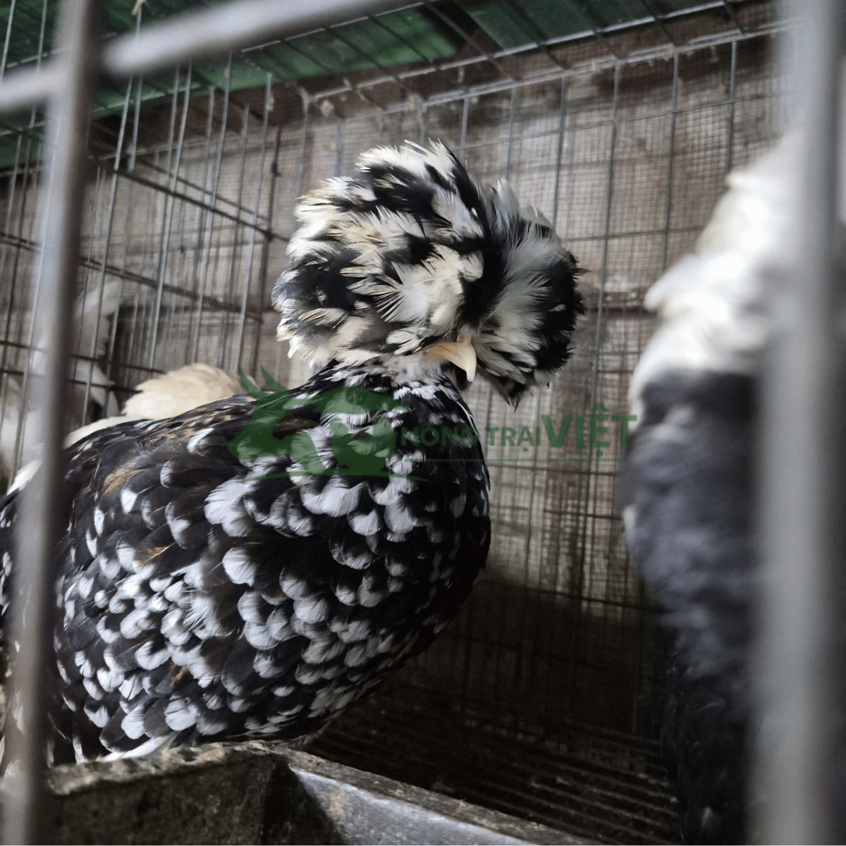 Tư vấn kỹ thuật chăn nuôi gà Quý Phi làm kiểng tại Nông Trại Việt