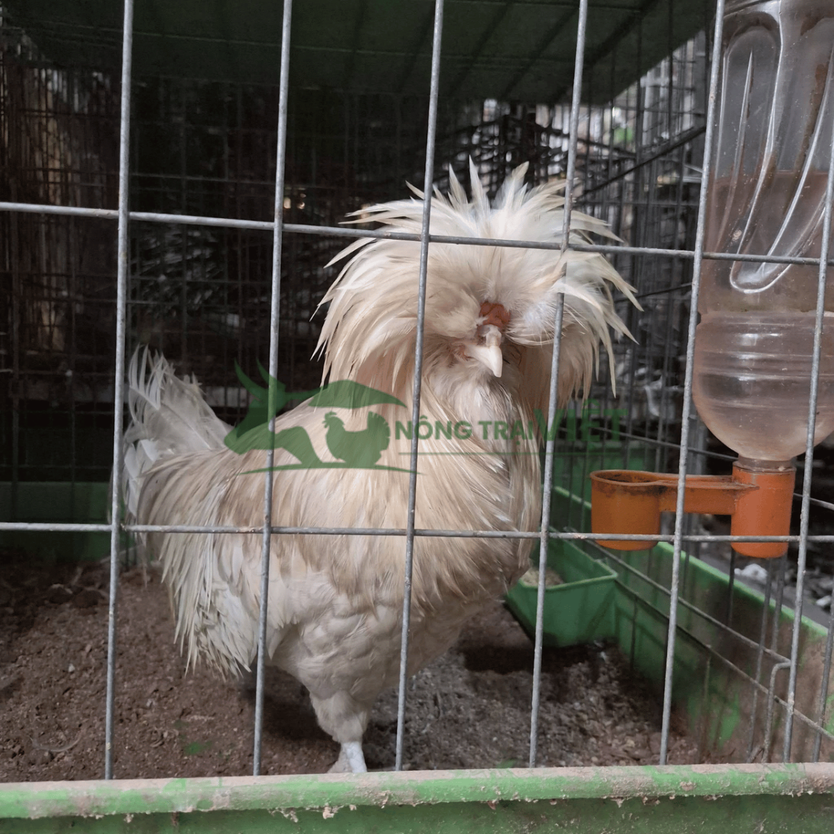 Đặc điểm chân nhiều cựa và mào phượng của gà Quý Phi