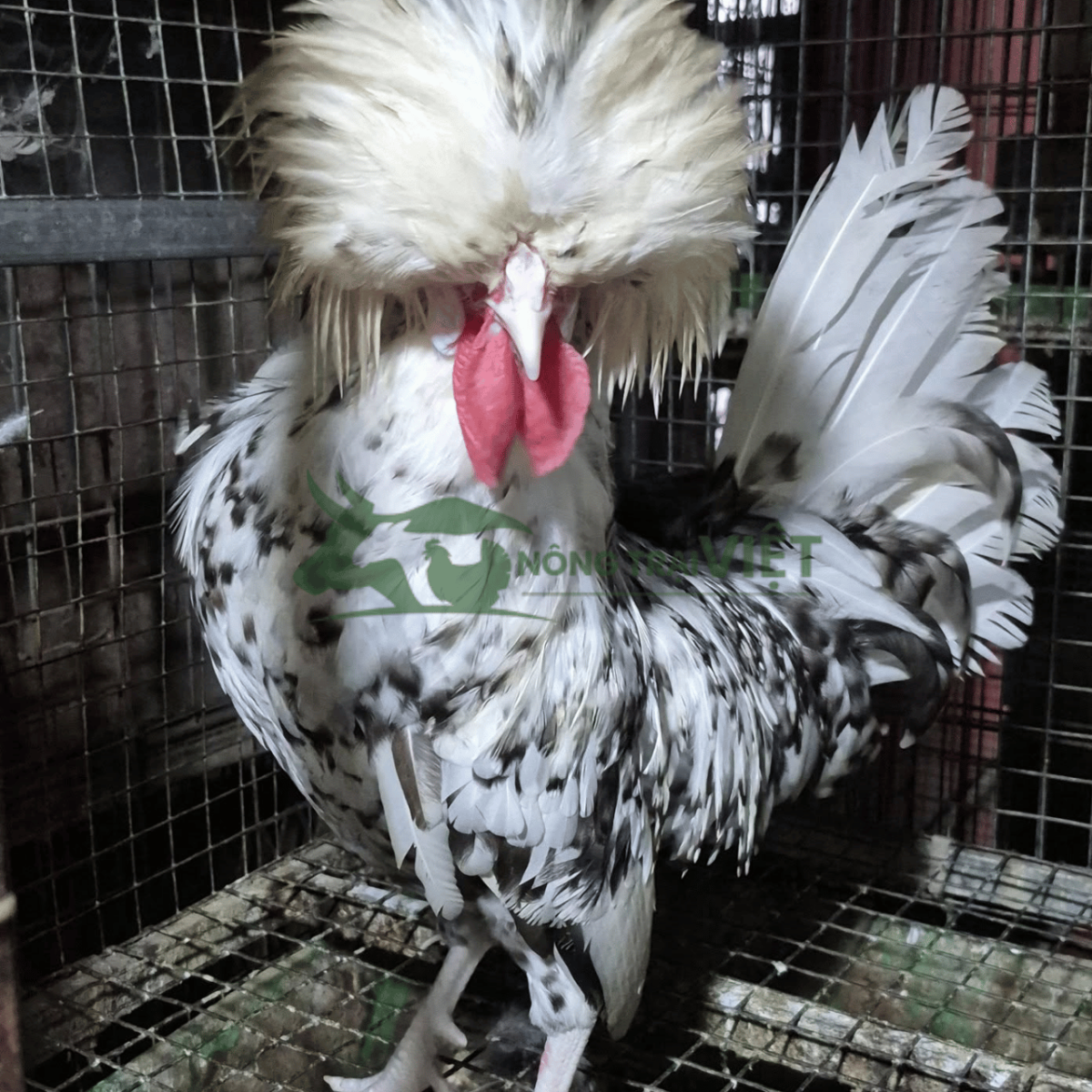 Hỗ trợ kỹ thuật chăn nuôi gà Quý Phi giống tại Diên Hồng