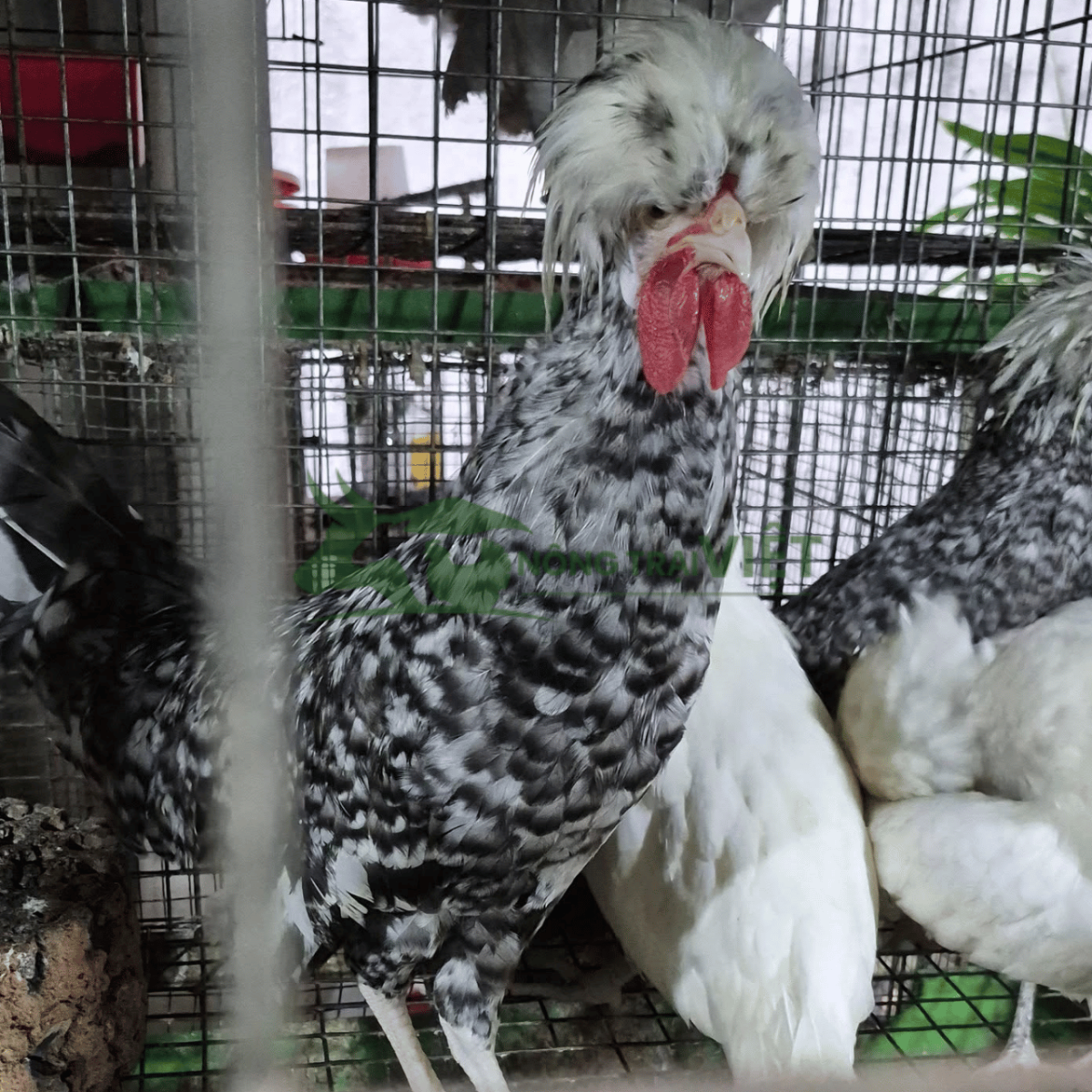 Hỗ trợ kỹ thuật chăn nuôi gà Quý Phi giống tại Tân Hưng TP.HCM