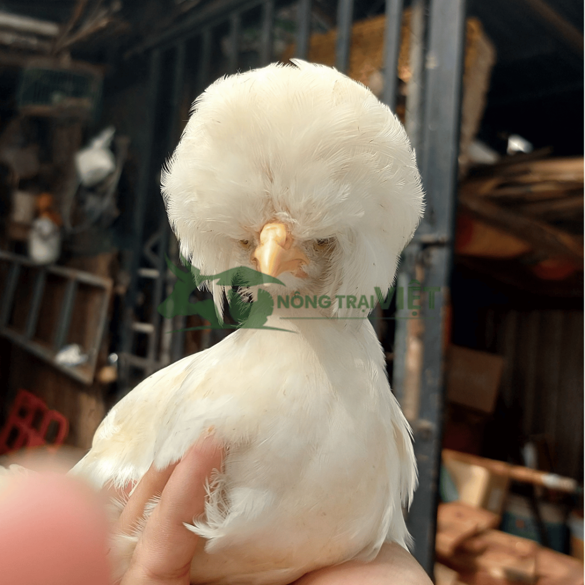 Tư vấn kỹ thuật chăn nuôi gà Quý Phi làm cảnh và thịt