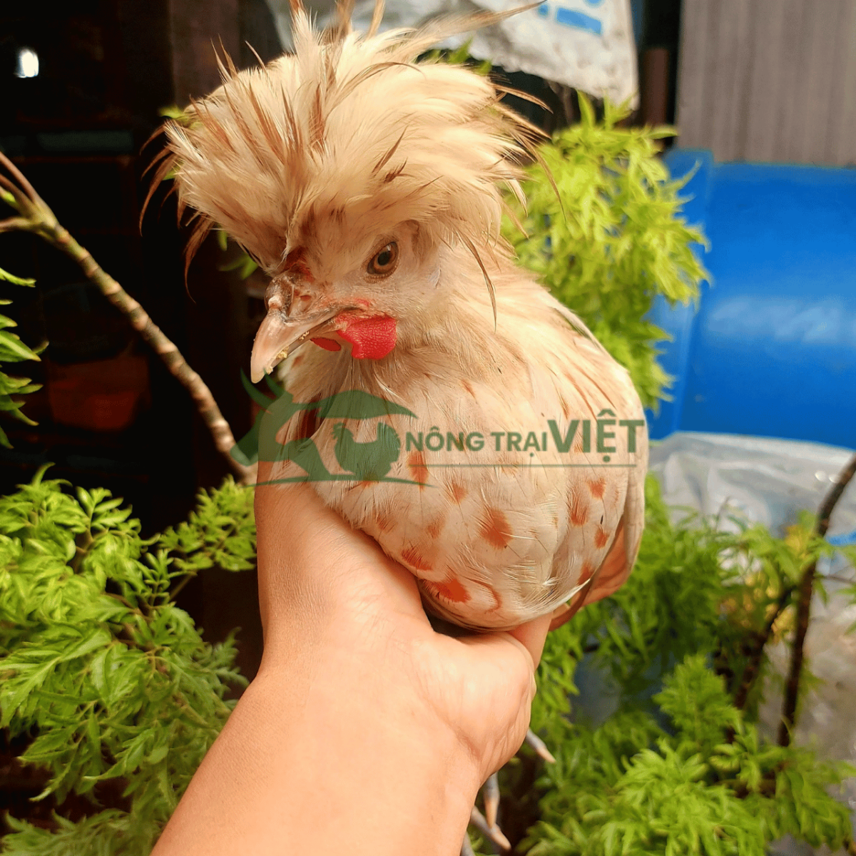 Tư vấn quy trình chăn nuôi gà Quý Phi giống chuyên nghiệp tại Nông Trại Việt