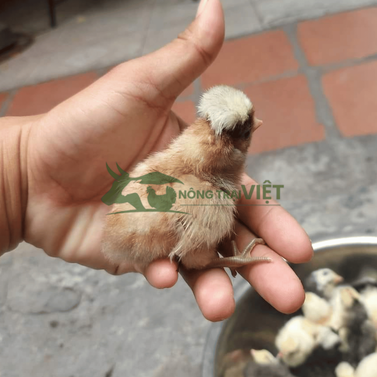 Đặc điểm chân 5 ngón và mào phượng gà Quý Phi giống