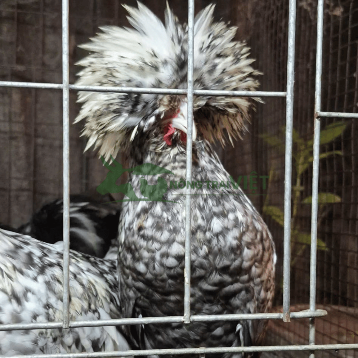 Trại gà Quý Phi giống chuẩn kiểng và kinh tế tại Phường Nhiêu Lộc Thành phố Hồ Chí Minh