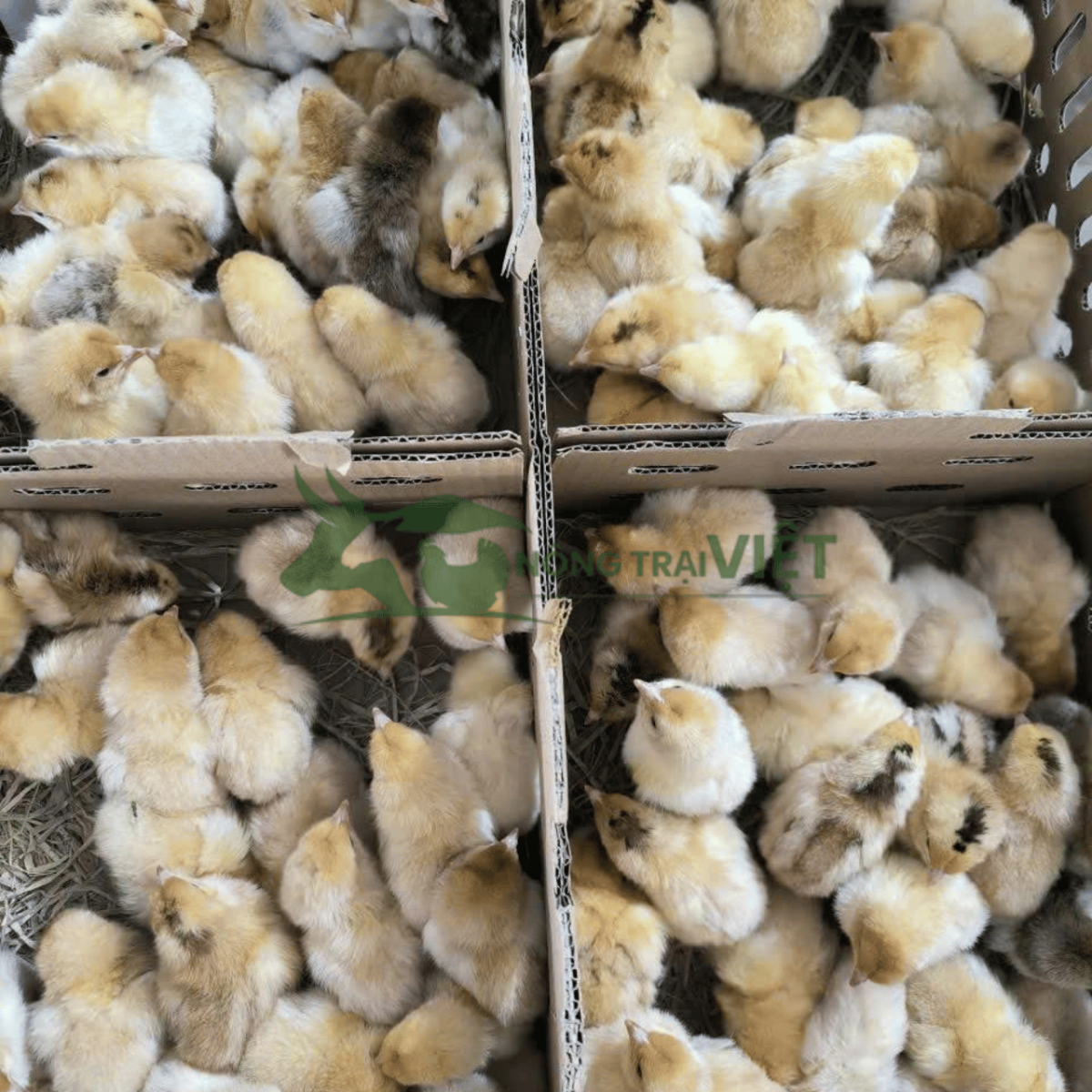 Gà ri lai con giống đồng đều khỏe mạnh tại Nông Trại Việt