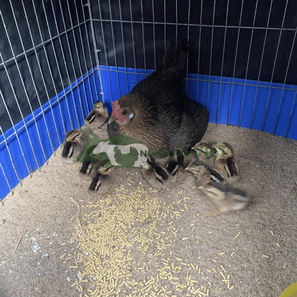 Gà rừng con giống F1 khỏe mạnh tiêm phòng đầy đủ