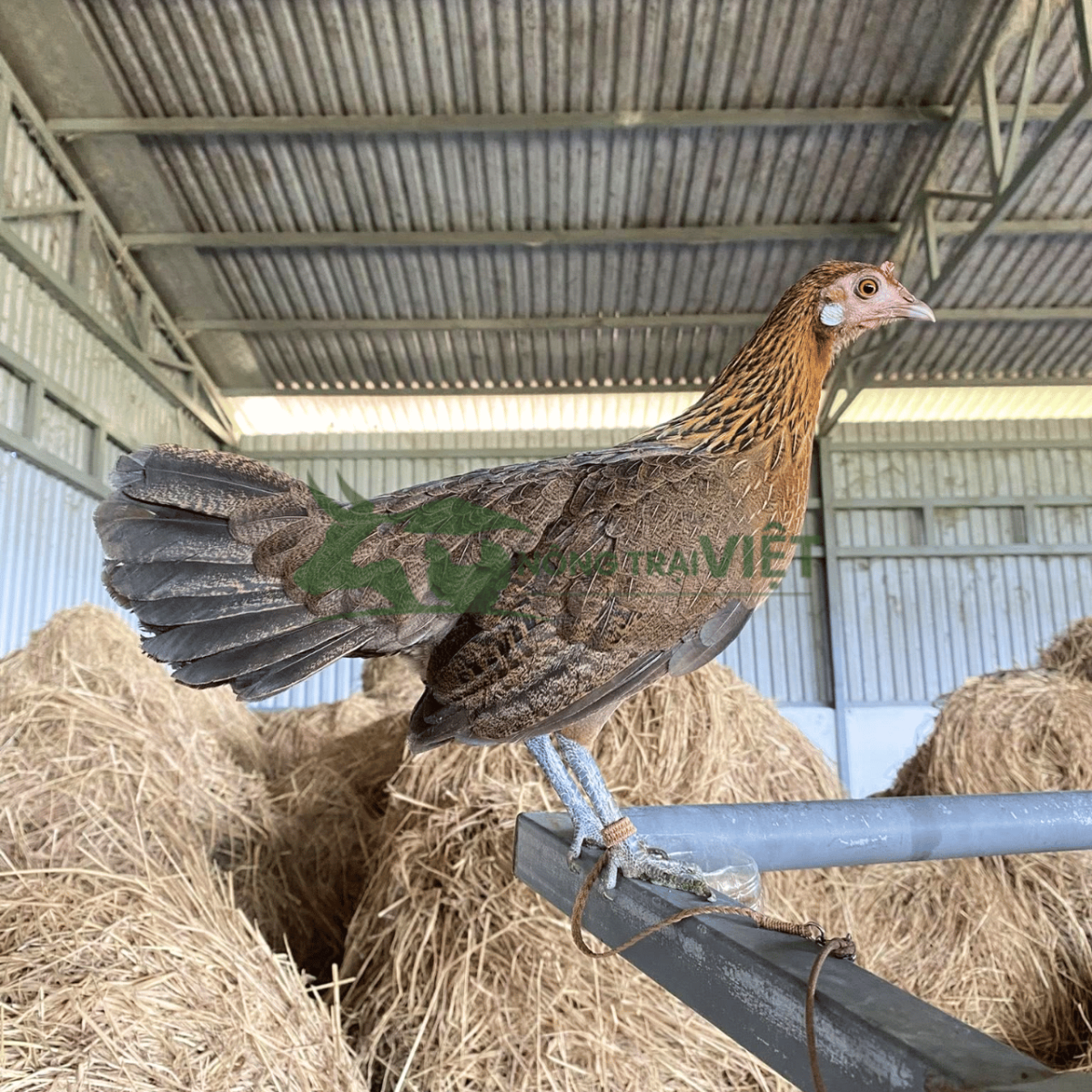 Chi tiết ngoại hình và đặc điểm chân chì của gà rừng giống tai trắng