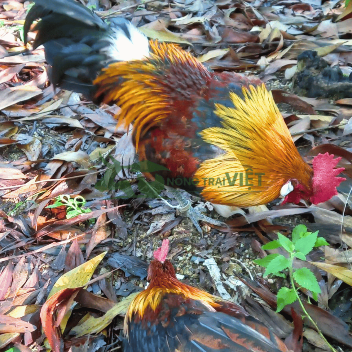 Tư vấn quy trình chăn nuôi gà rừng giống chuyên nghiệp tại Nông Trại Việt