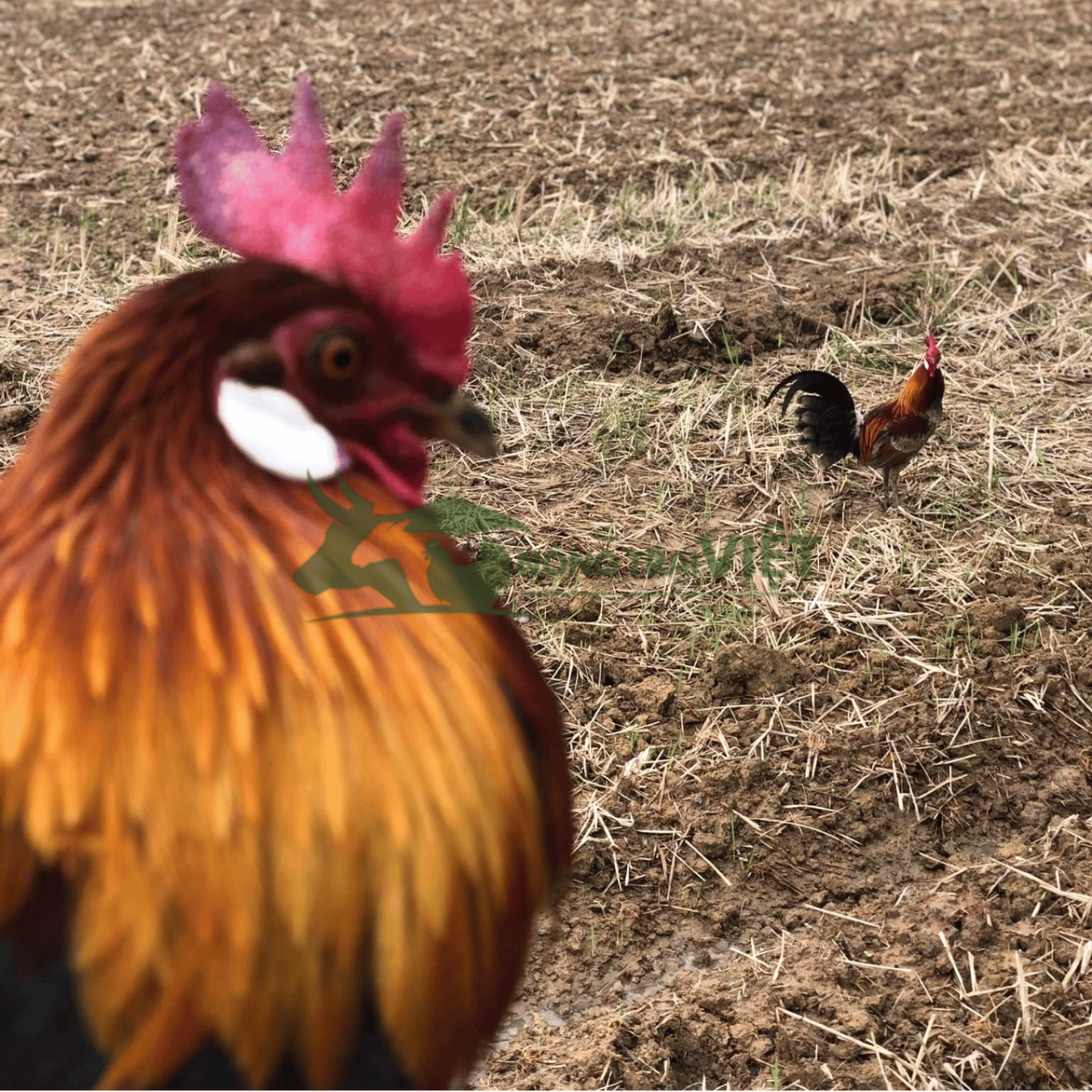 Tư vấn quy trình chăn nuôi gà rừng giống đạt năng suất và vẻ đẹp tại Nông Trại Việt