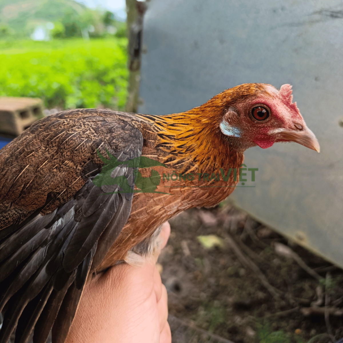 Tư vấn quy trình chăn nuôi gà rừng giống chuyên nghiệp tại Nông Trại Việt