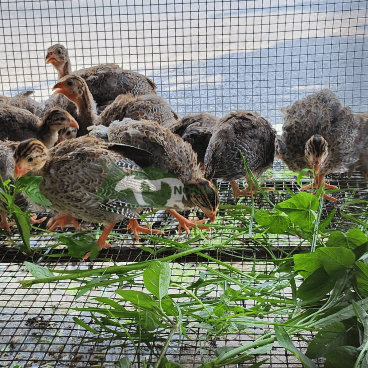 Gà sao con giống úm khỏe mạnh tại trại Nông Trại Việt