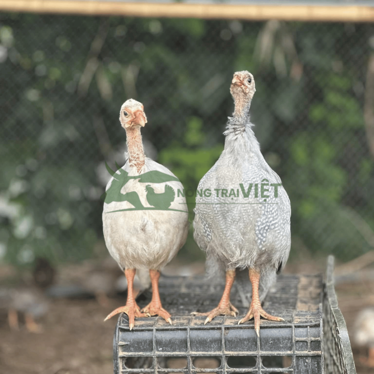 Hỗ trợ kỹ thuật chăn nuôi gà Sao giống tại Bình Đông TP.HCM
