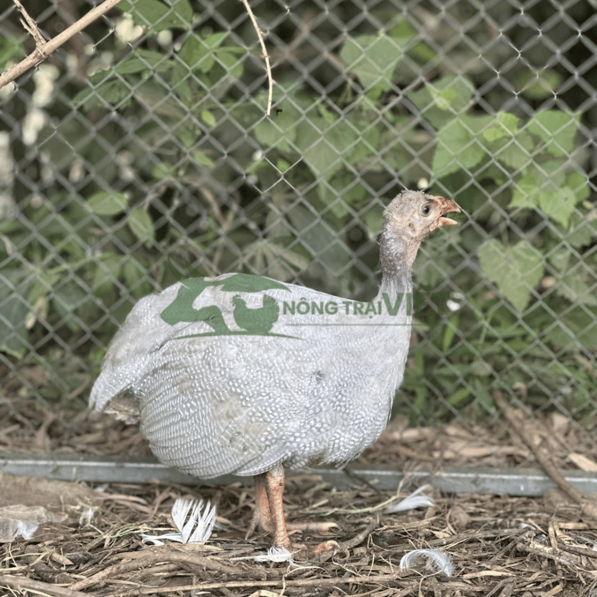 Hỗ trợ kỹ thuật chăn nuôi gà Sao giống tại Phú Định TP.HCM