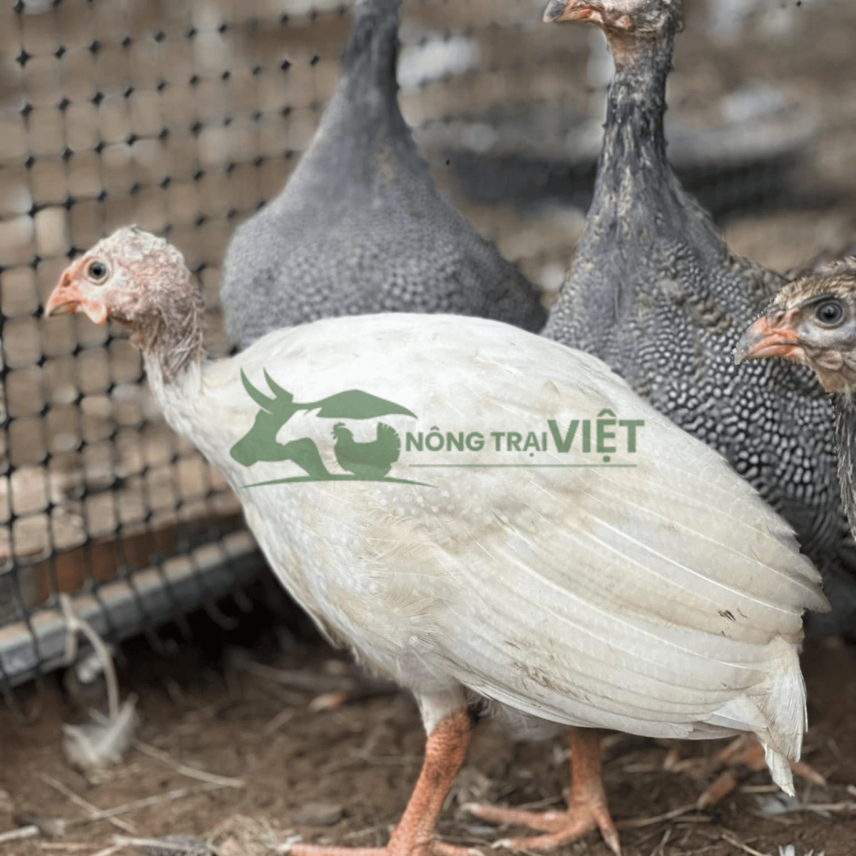 Hỗ trợ kỹ thuật chăn nuôi gà sao giống tại Chánh Hưng TP.HCM
