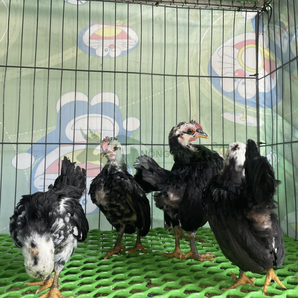 Gà Serama con giống nhỏ xíu tiêm phòng đầy đủ