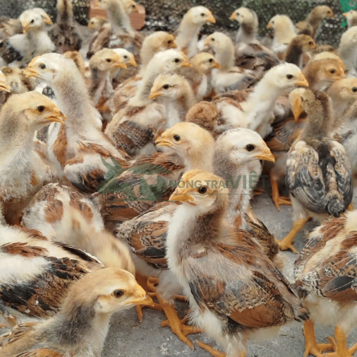 Gà ta lai nòi con giống đồng đều khỏe mạnh tại Nông Trại Việt