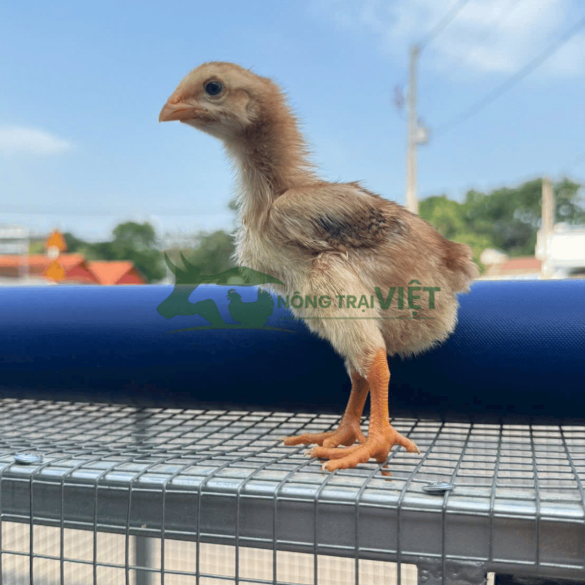 Chi tiết ngoại hình săn chắc và đôi chân vàng của gà Ta Lai Nòi giống chuẩn rặc