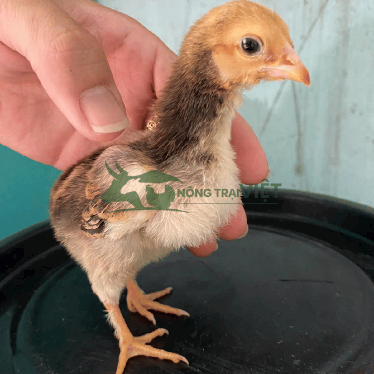 Hỗ trợ kỹ thuật chăn nuôi gà ta lai nòi giống tại Tân Hưng TP.HCM