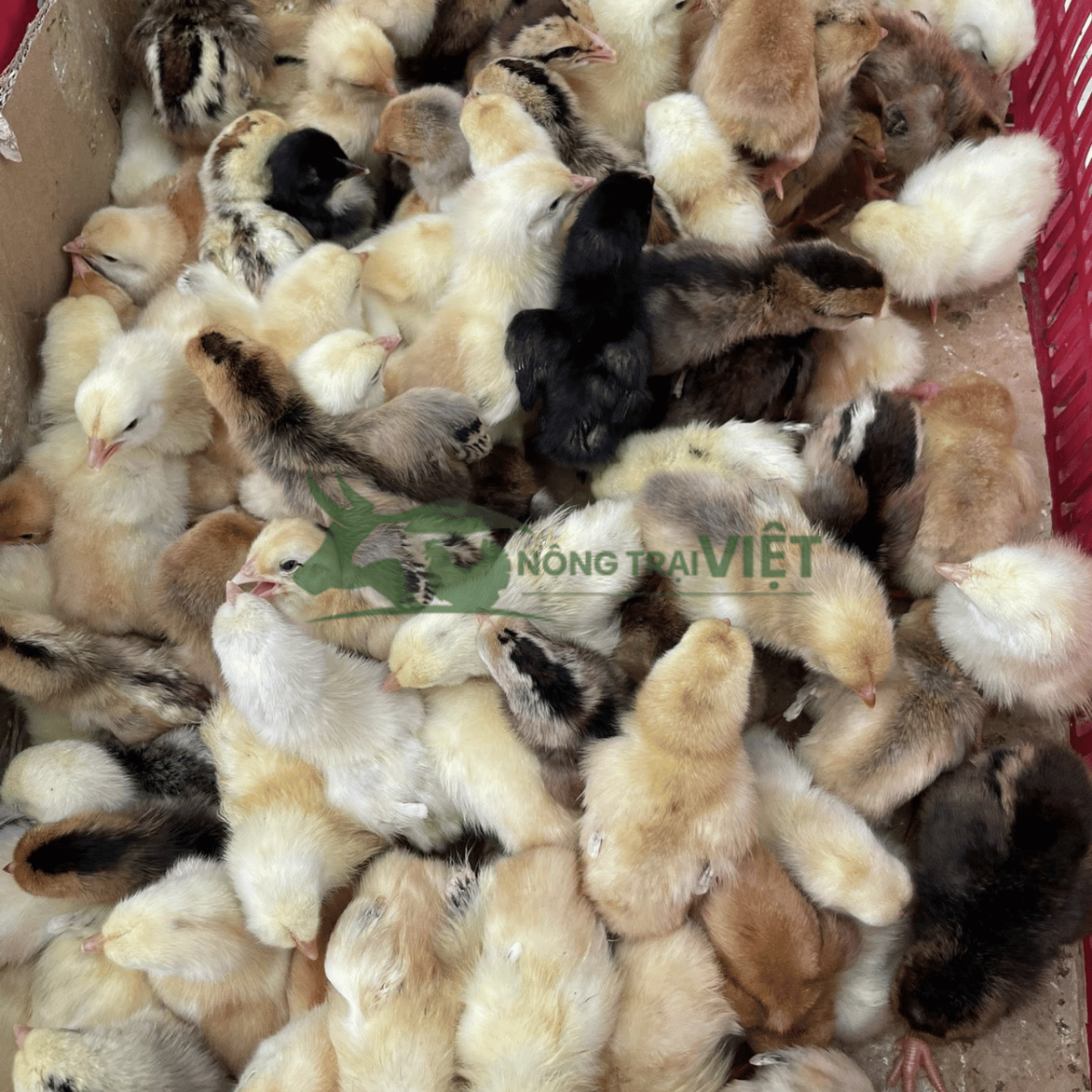 Tư vấn quy trình chăn nuôi gà ta lai nòi giống tại Nông Trại Việt