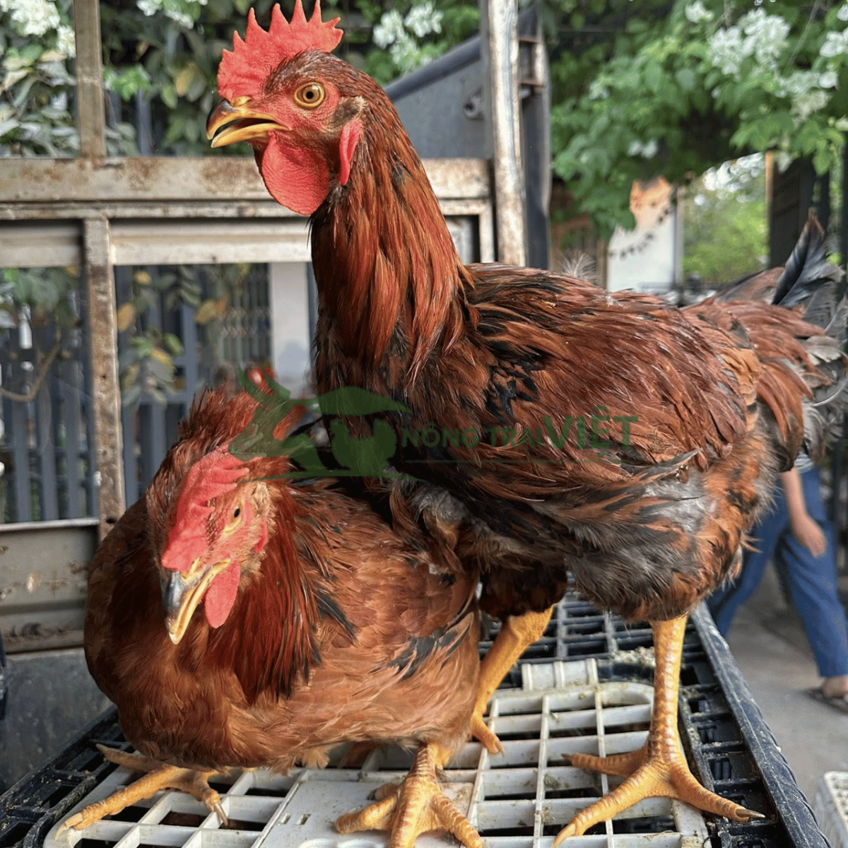 Chi tiết đôi chân to và phom dáng gà ta lai nòi giống thuần chủng