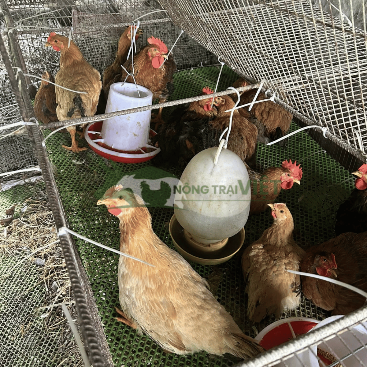 Đặc điểm gà Tam Hoàng lông vàng da vàng chuẩn giống