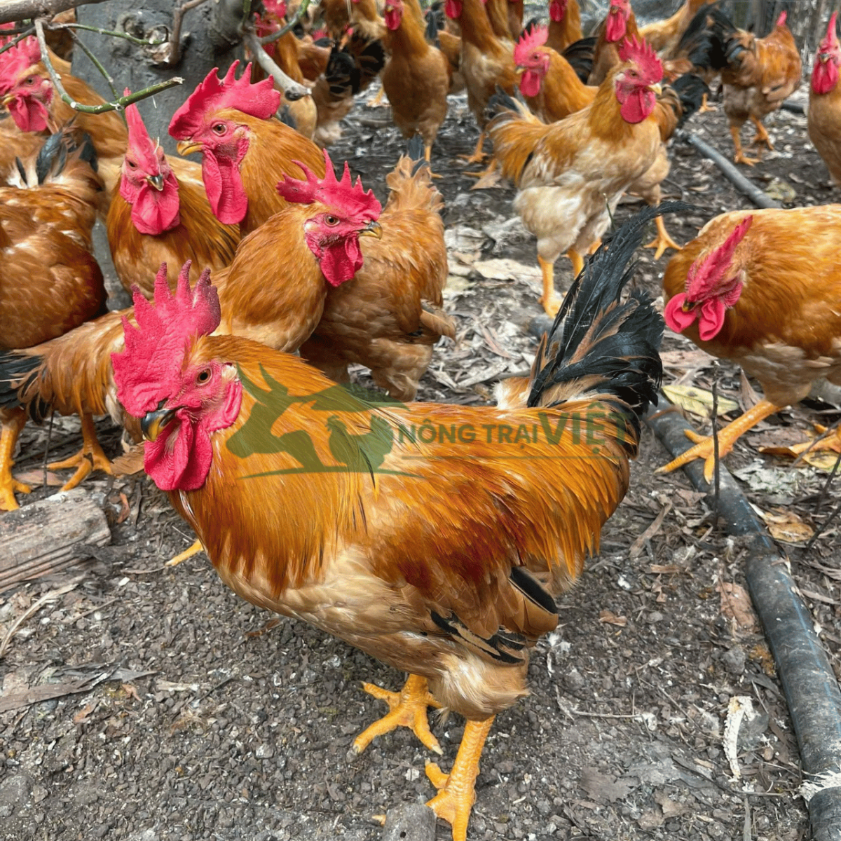 Tư vấn quy trình chăn nuôi gà Tam Hoàng giống chuyên nghiệp tại Thành phố Hồ Chí Minh