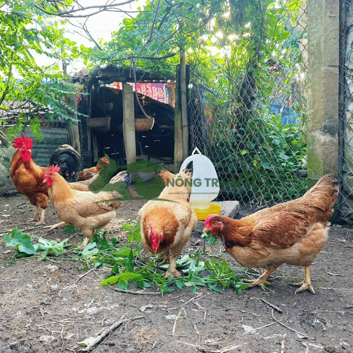 Đàn gà Tàu Vàng nuôi thả vườn