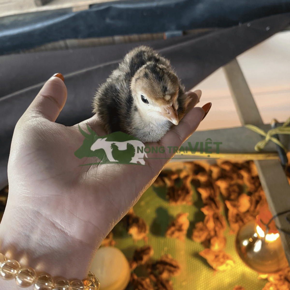 Gà tây con giống 1 ngày tuổi tiêm phòng đầy đủ