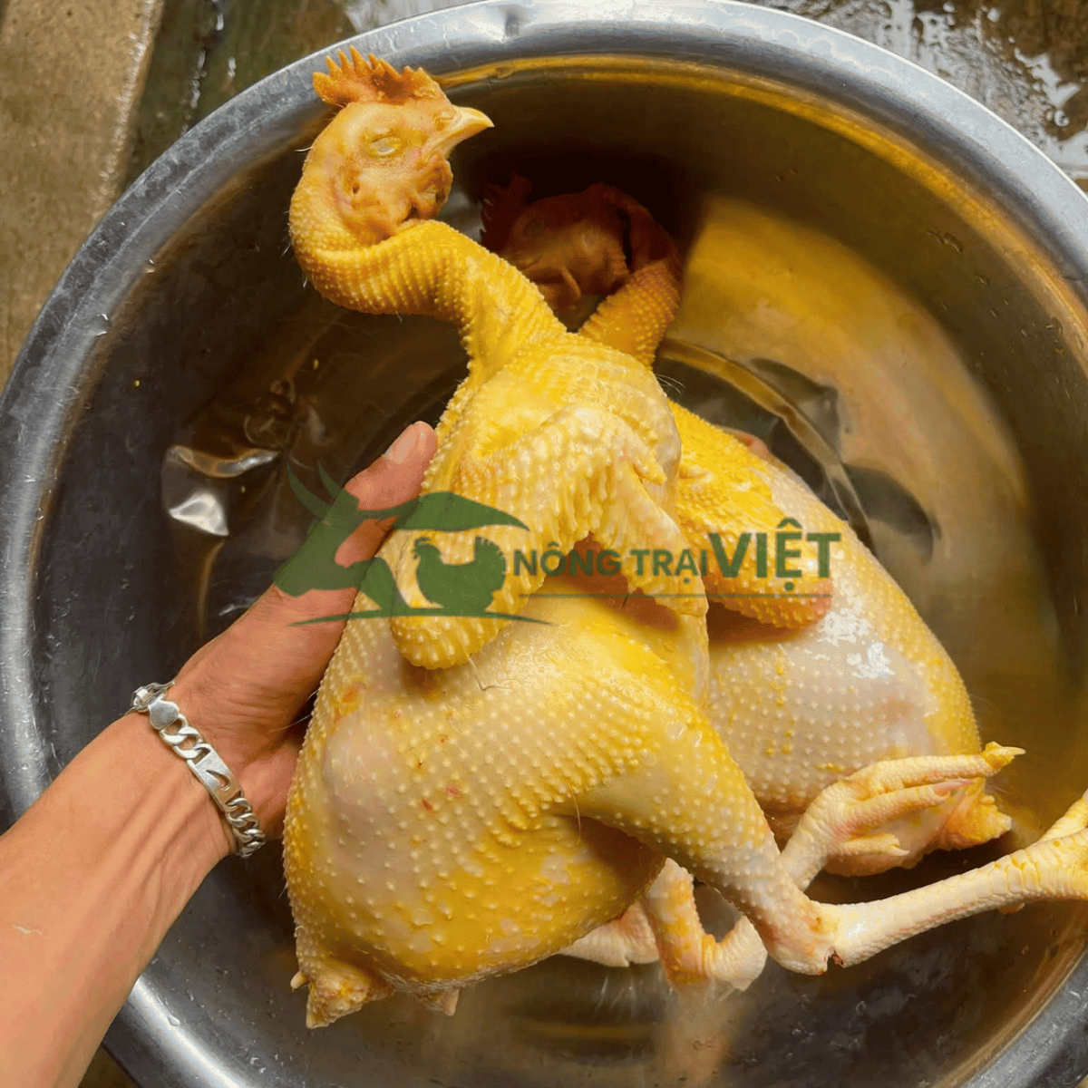 Gà thương phẩm da vàng thịt chắc sau quá trình nuôi