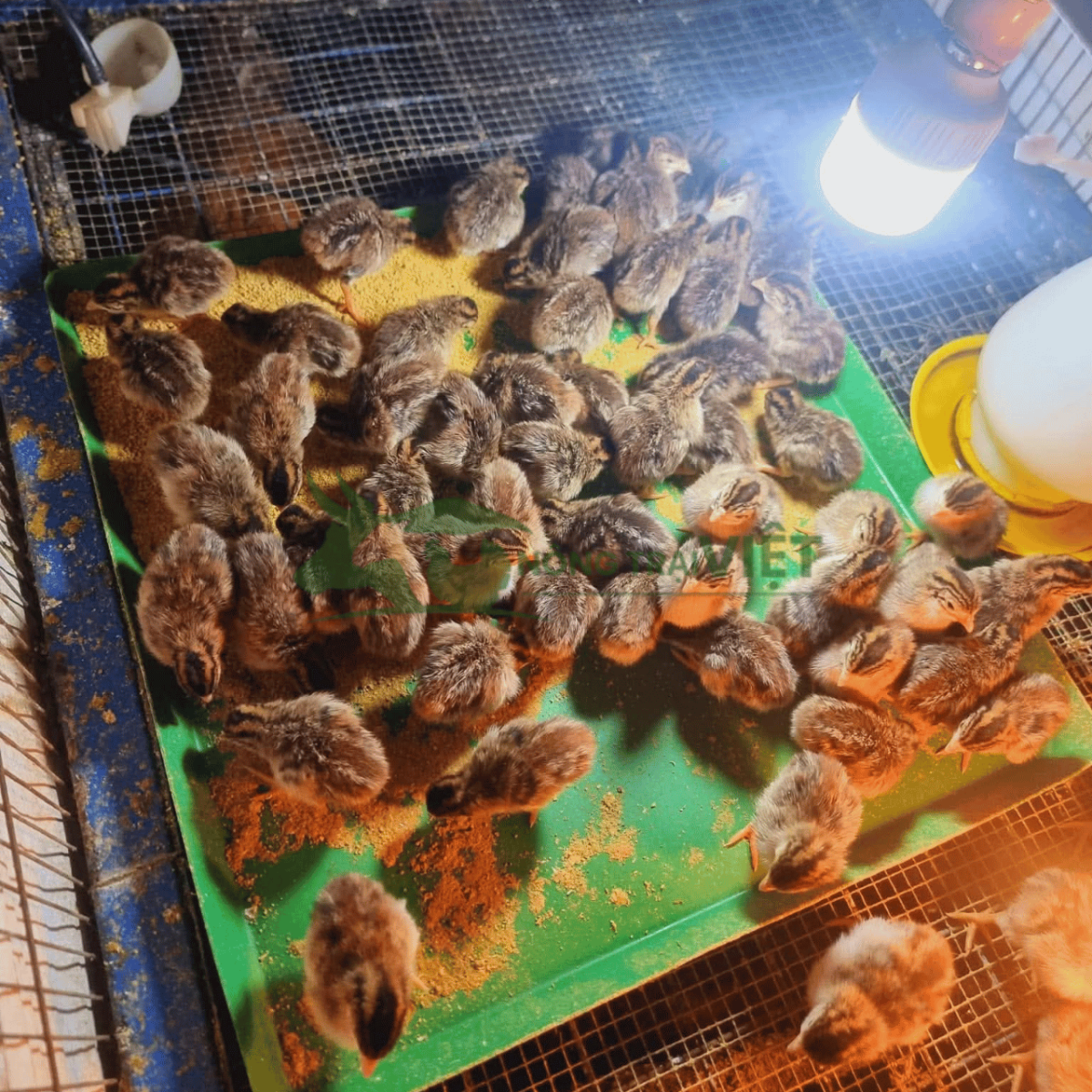Gà Sao giống khỏe mạnh lanh lợi tại Hòa Hưng