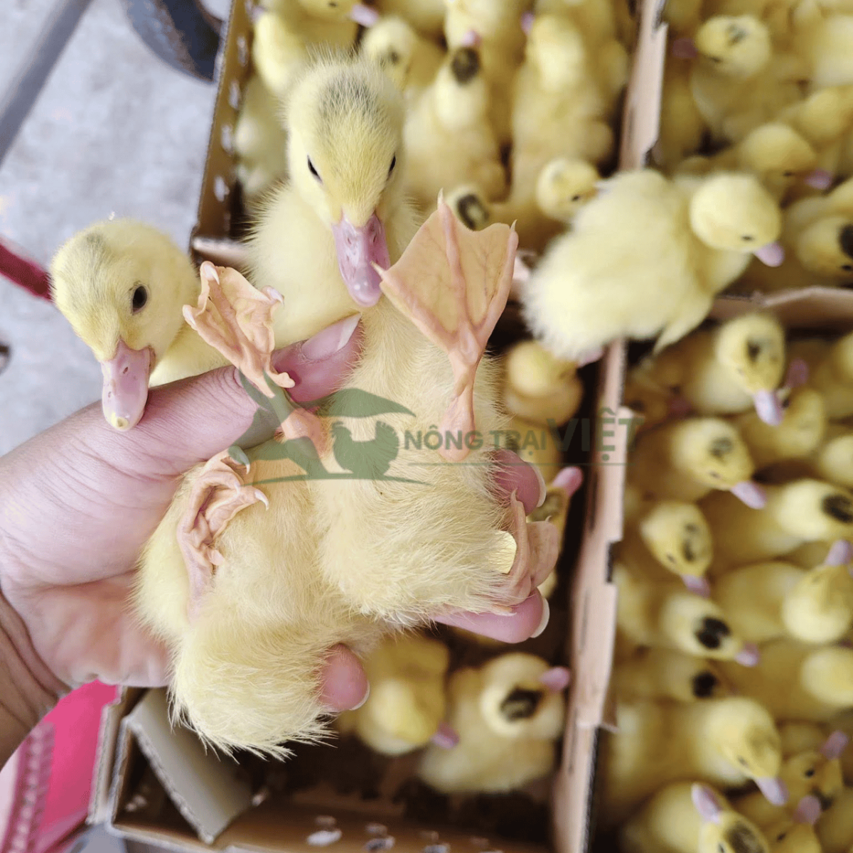Người chăn nuôi kiểm tra ngoại hình và sức khỏe đàn con giống trước khi mua