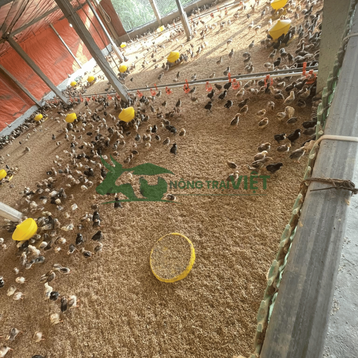 Người chăn nuôi kiểm tra đàn gà giống vào chiều mát sau ngày nắng nóng