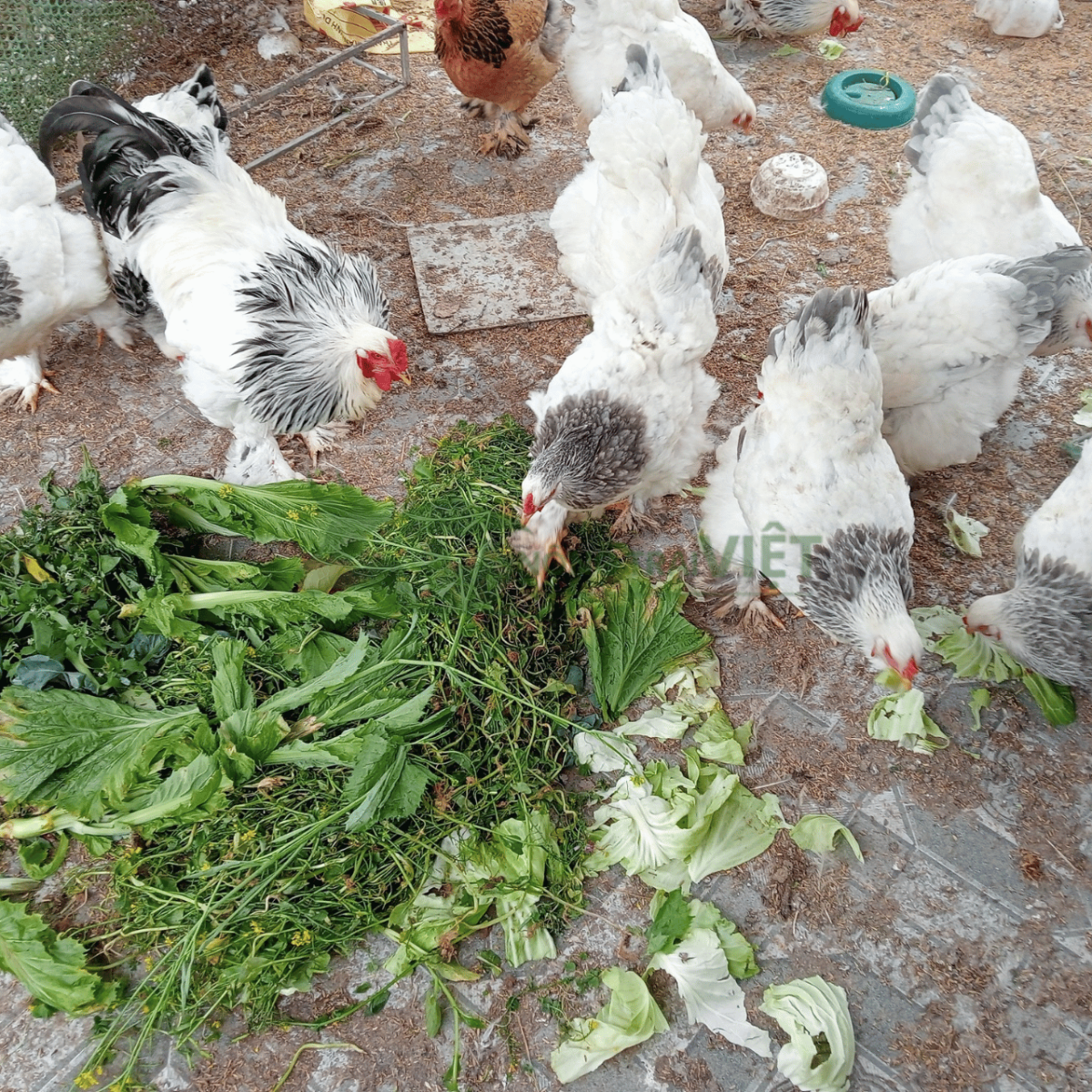 Trại gà Kỳ Lân Brahma giống uy nghi tại Phường Nhiêu Lộc Thành phố Hồ Chí Minh