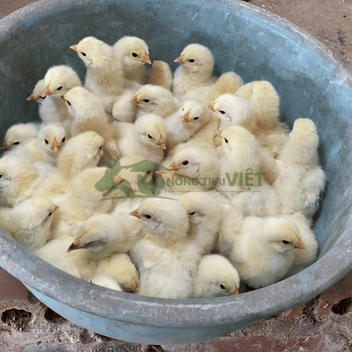 Tư vấn quy trình chăn nuôi gà Kỳ Lân Brahma giống chuyên nghiệp tại Nông Trại Việt