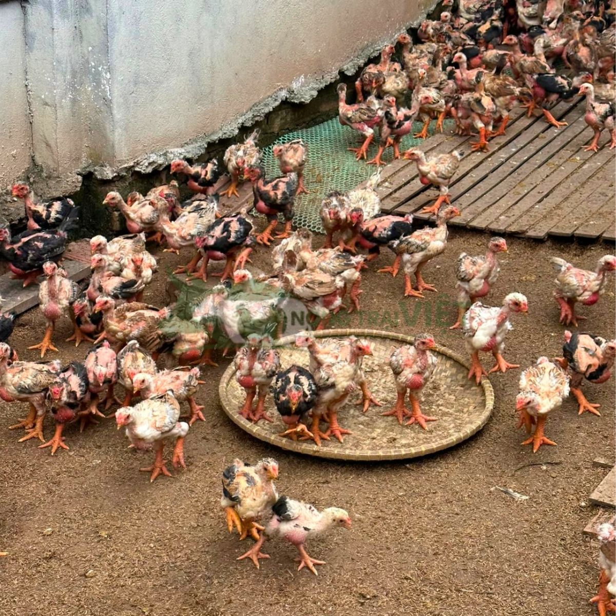 Tư vấn kỹ thuật chăn nuôi gà Đông Tảo giống đạt phom dáng chân khủng tại Thành phố Hồ Chí Minh