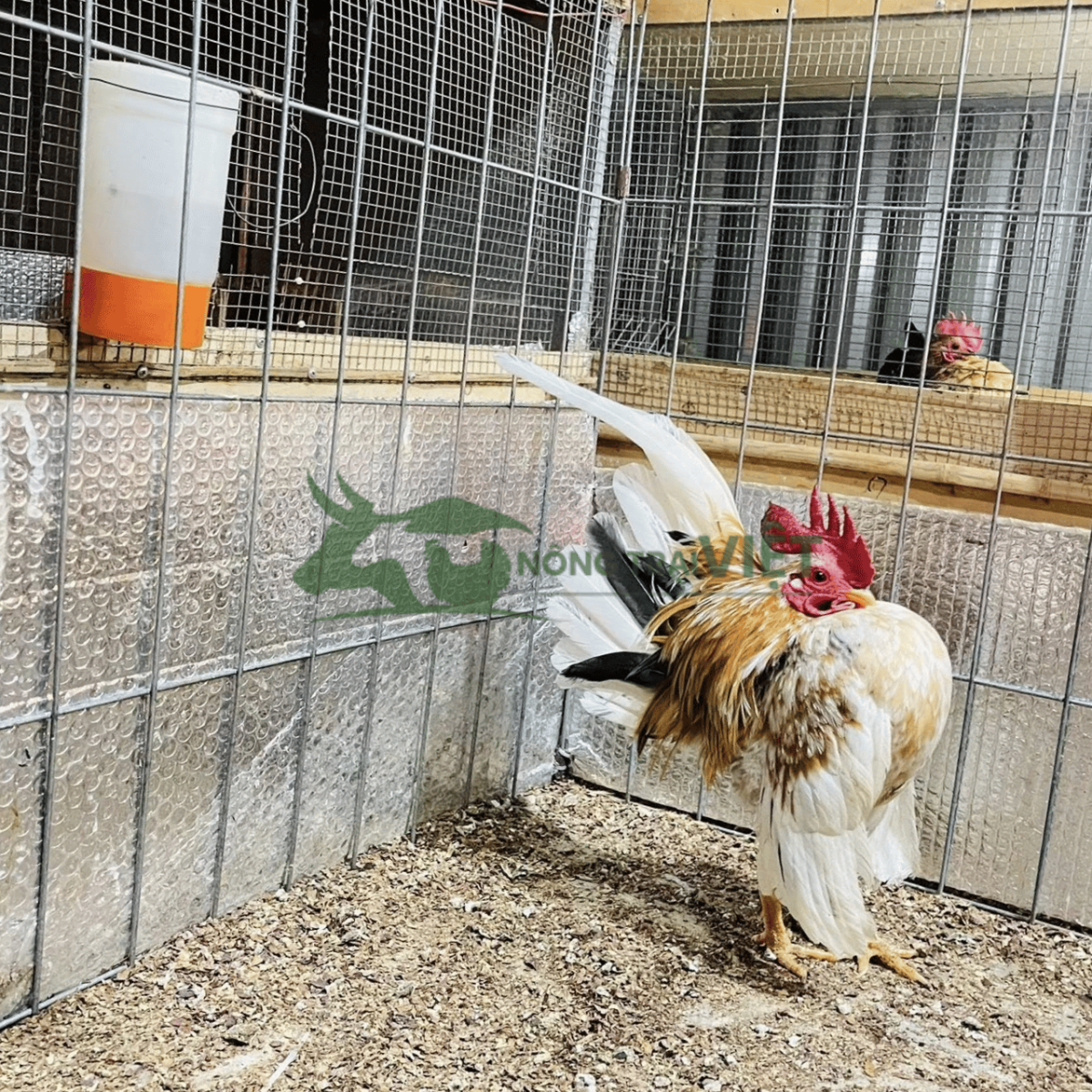 Trại gà Serama giống phom chuẩn vương giả tại Phường Nhiêu Lộc Thành phố TPHCM