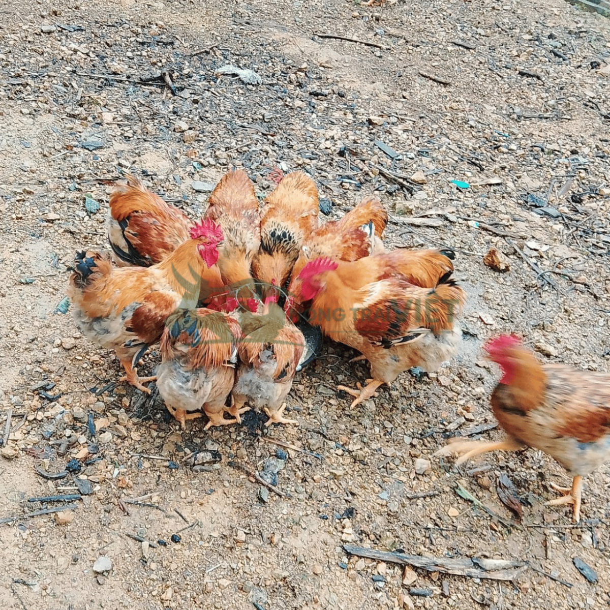 Tư vấn quy trình chăn nuôi gà Lương Phượng giống tại Nông Trại Việt