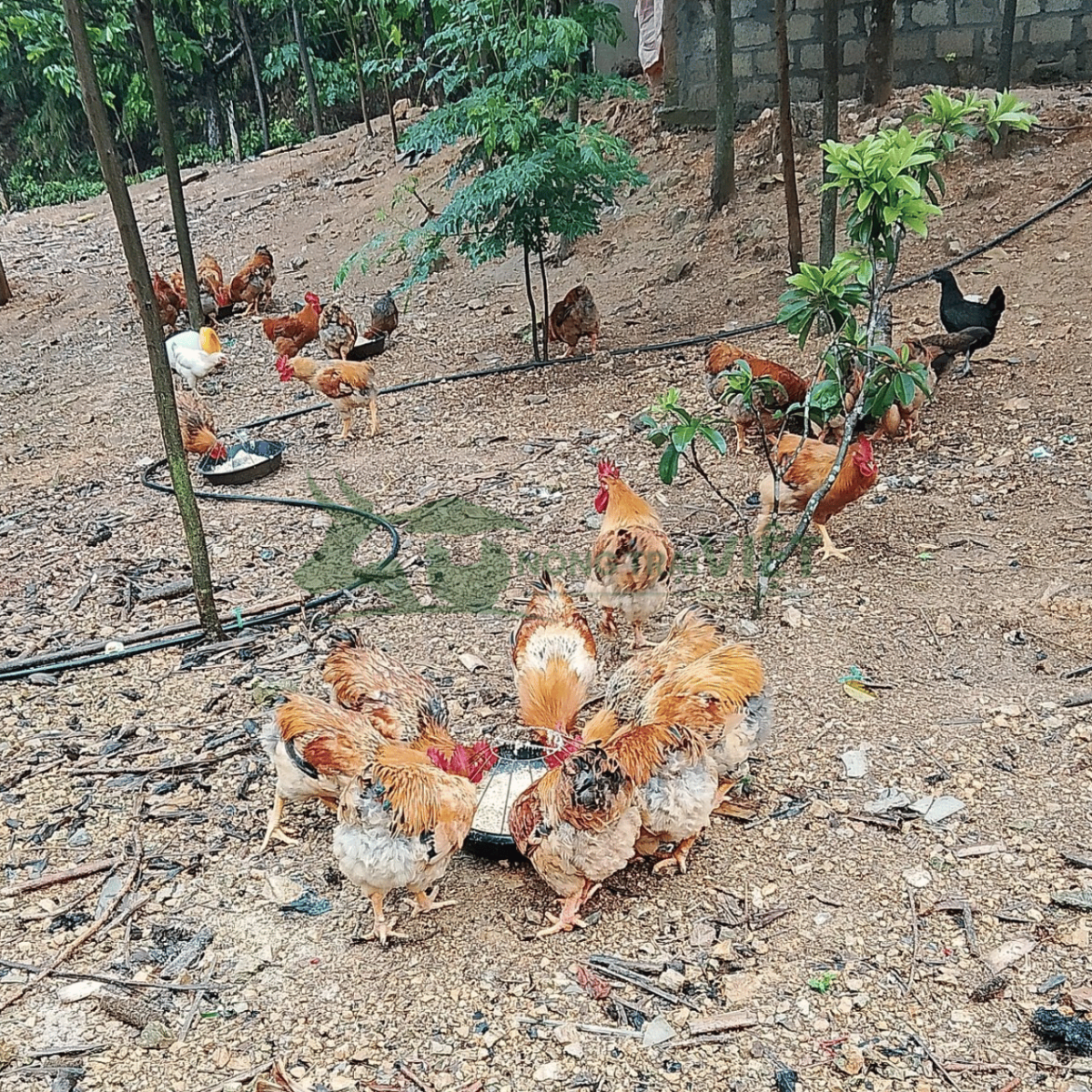 Tư vấn quy trình chăn nuôi gà Lương Phượng giống chuyên nghiệp tại Nông Trại Việt