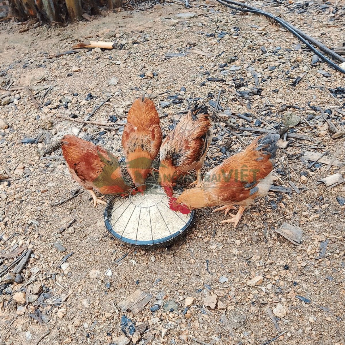 Tư vấn quy trình chăn nuôi gà Lương Phượng giống tại Nông Trại Việt