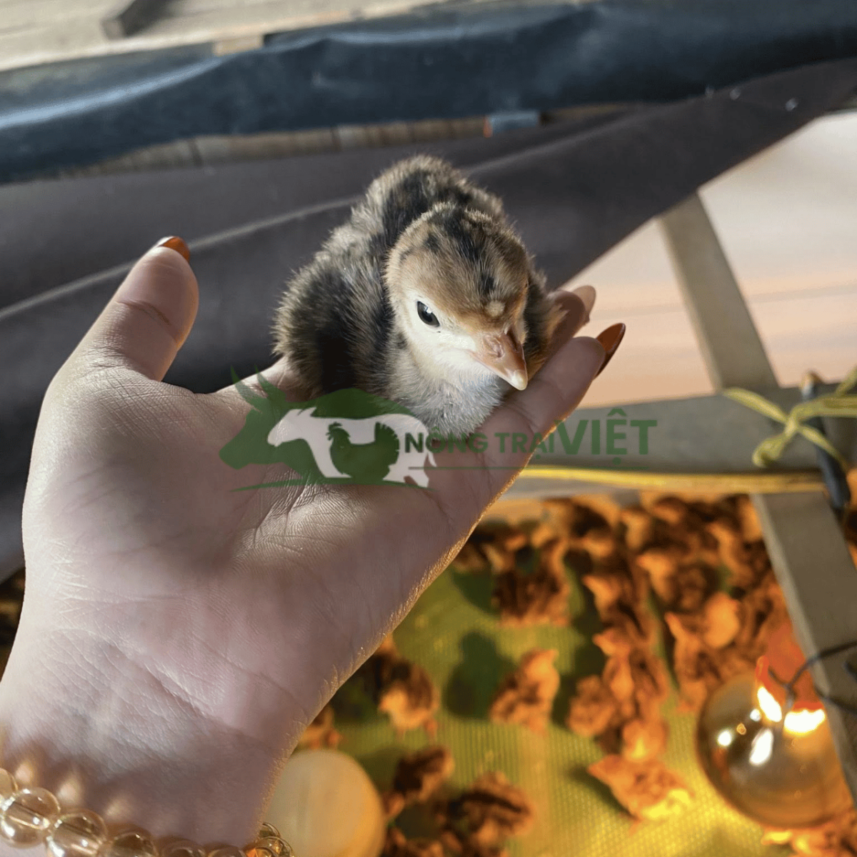 Úm gà tây con đúng kỹ thuật là bước quyết định thành công