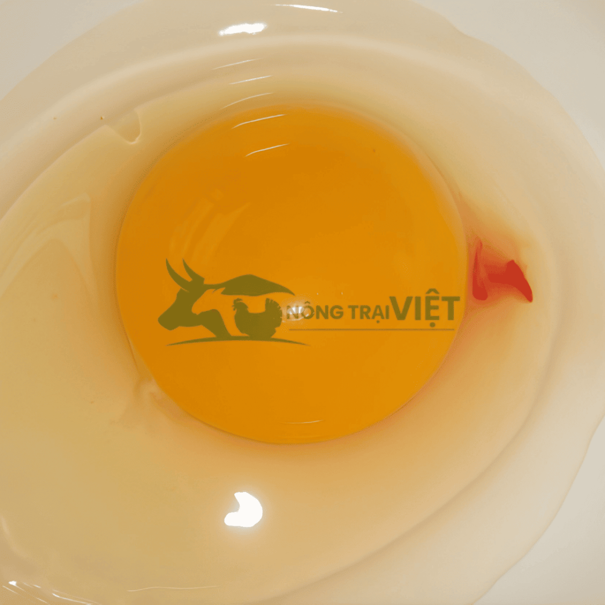 Những màu lòng đỏ trứng bất thường cần lưu ý khi sử dụng