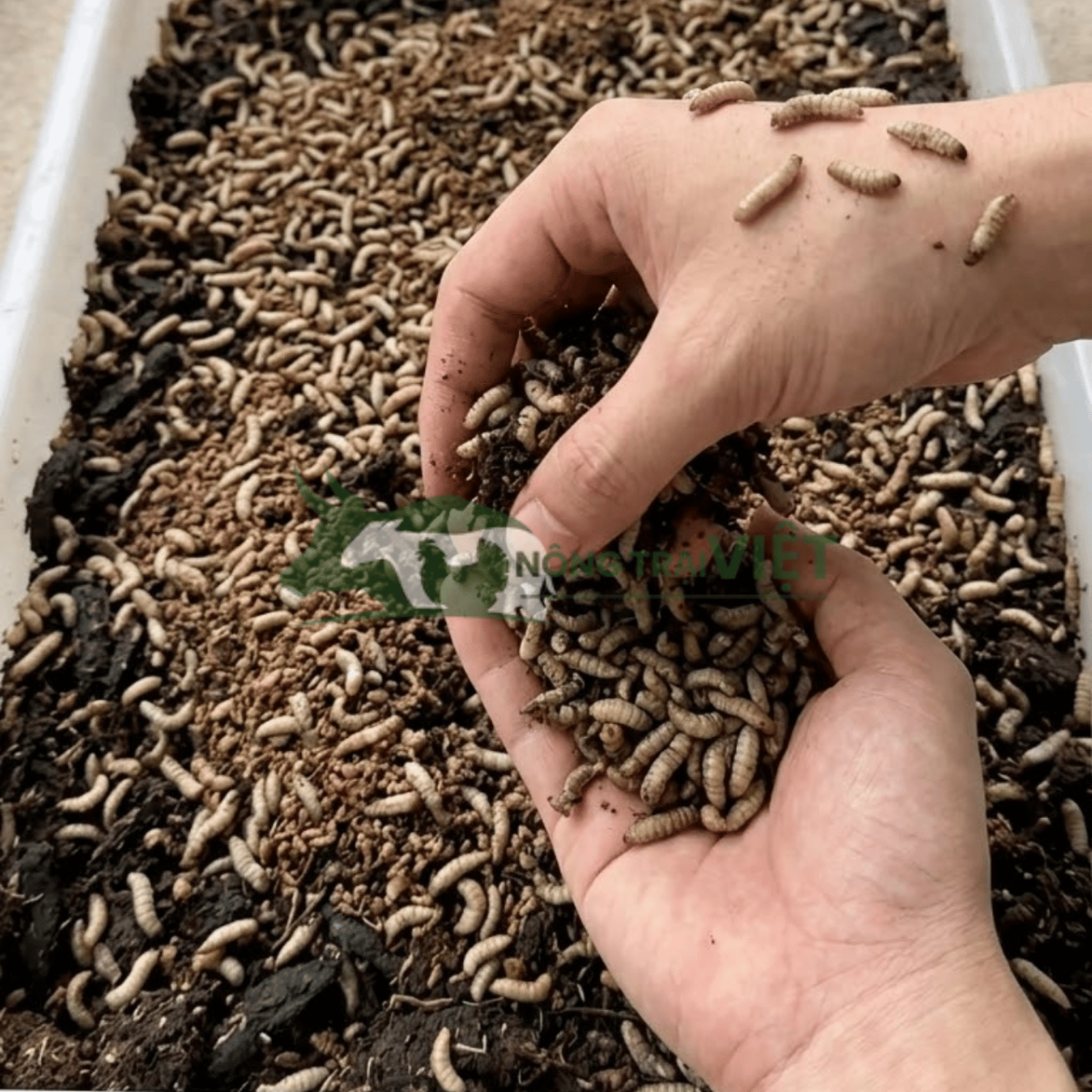 Mô hình khay nuôi sâu canxi sạch sẽ, tiết kiệm diện tích